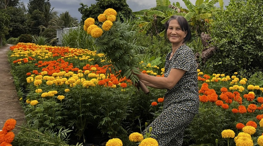 CÁCH TRỒNG HOA VẠN THỌ ĐƠN GIẢN TẠI NHÀ – HOA NỞ ĐẸP, CHƠI LÂU